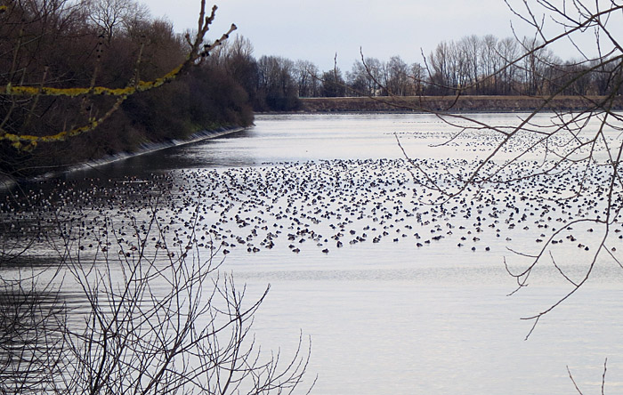 06_enten_ismaninger_febr15_3024