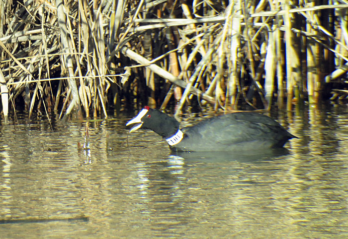 06_kammblaesshuhn_albufera_mallorca_jan15_2287