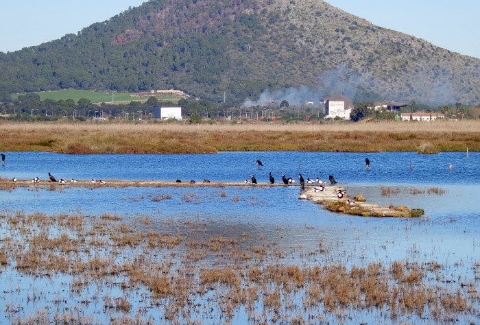 07_es-cibollar_albufera_mallorca_jan15_2330