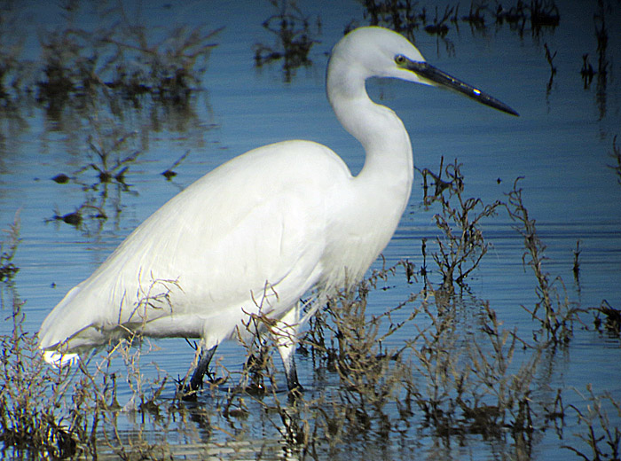 09_seidenreiher_albufera_mallorca_jan15_2372