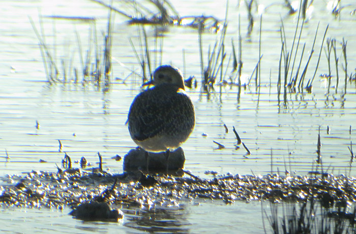 15_goldregenpfeifer_albufera_mallorca_jan15_2506
