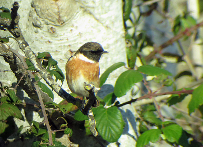 16_schwarzkehlchen_albufera_mallorca_jan15_2468