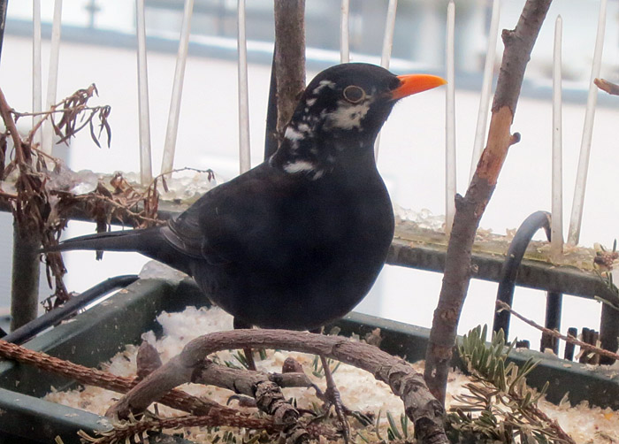 amsel_balkon_febr15_3643