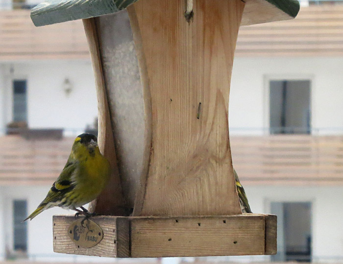 erlenzeisig_balkon_febr15_3619