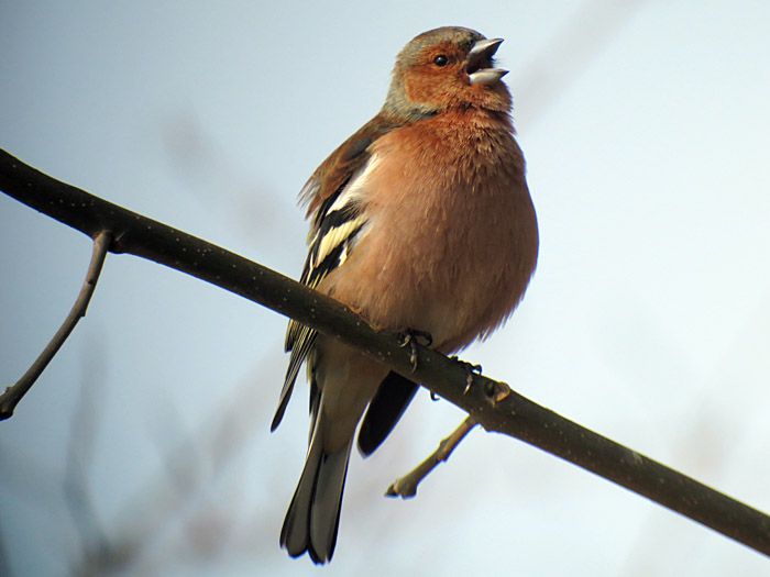 01_buchfink_ismaninger_2015-03-21_5378