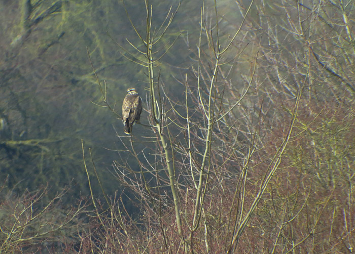 02_maeusebussard_ismaninger_2015-03-21_5388
