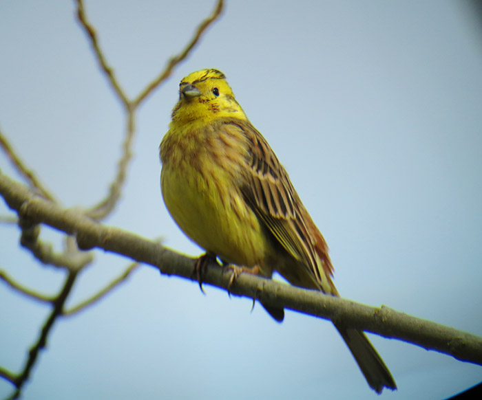 06_goldammer_ismaninger_2015-03-21_5474
