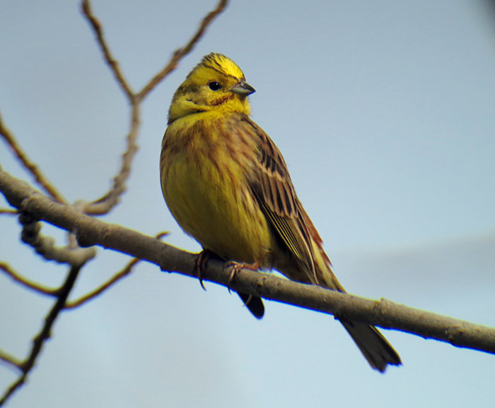 07_goldammer_ismaninger_2015-03-21_5476