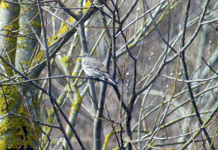 10_bergpieper_ismaninger_2015-03-21_5531