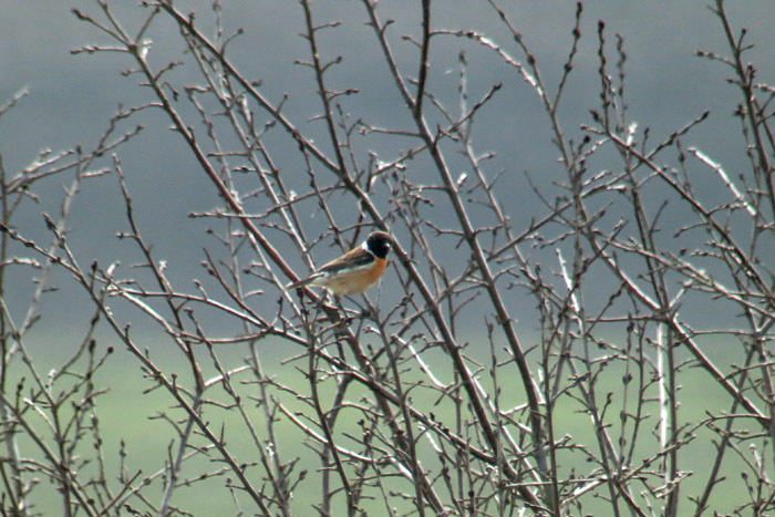 11_schwarzkehlchen_ismaninger_2015-03-21_5551