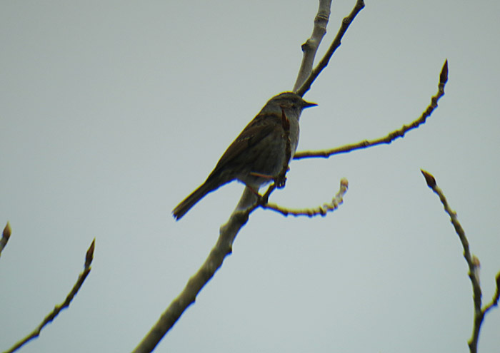 02_heckenbraunelle_abfanggraben_2015-04-11_7230