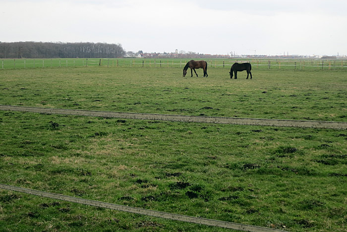 03_pferdekoppel_abfanggraben_2015-04-11_7360