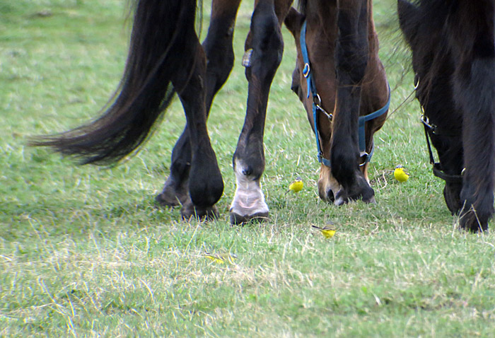 04_wiesenschafstelzen_abfanggraben_2015-04-11_7400