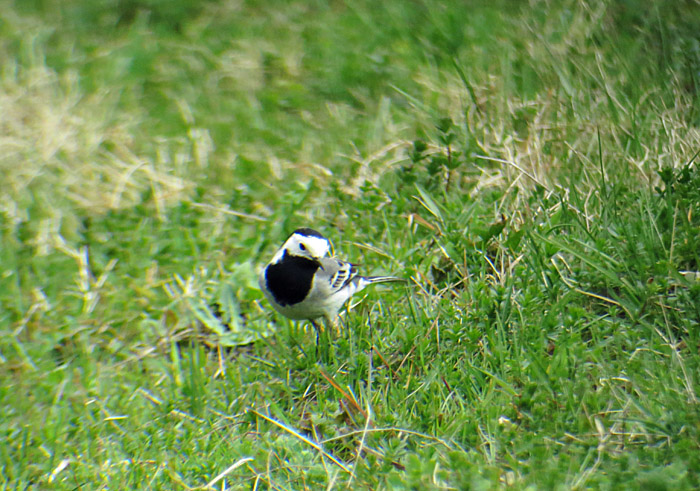 11_bachstelze_abfanggraben_2015-04-11_7427