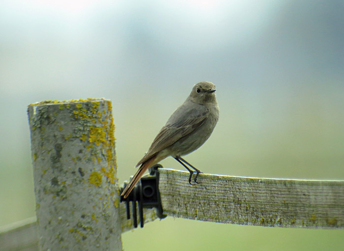 16_hausrotschwanz_abfanggraben_2015-04-11_7289