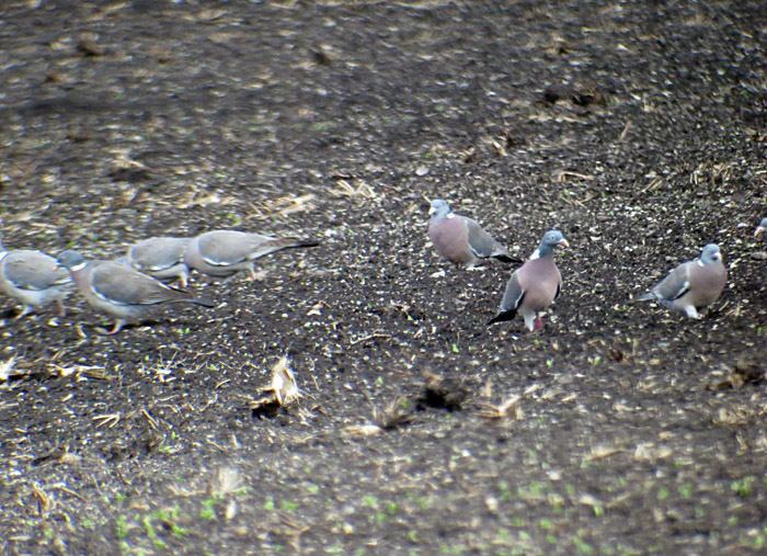 ringeltauben_abfanggraben_2015-04-11_7574