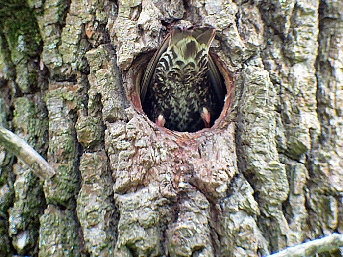 04_star1_isarauen_freising_2015-05-09_0448