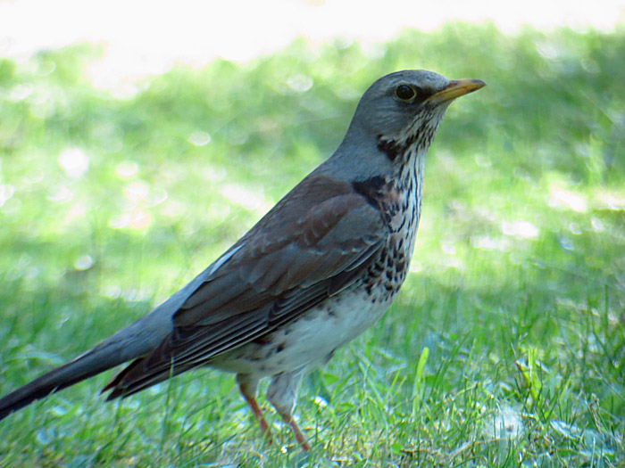 01_wacholderdrossel_ostfriedhof_2015-06-03_6179