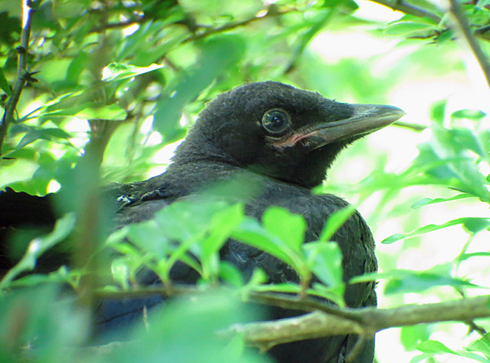 02_rabenkraehe_jungvogel_ostfriedhof_2015-06-03_6222