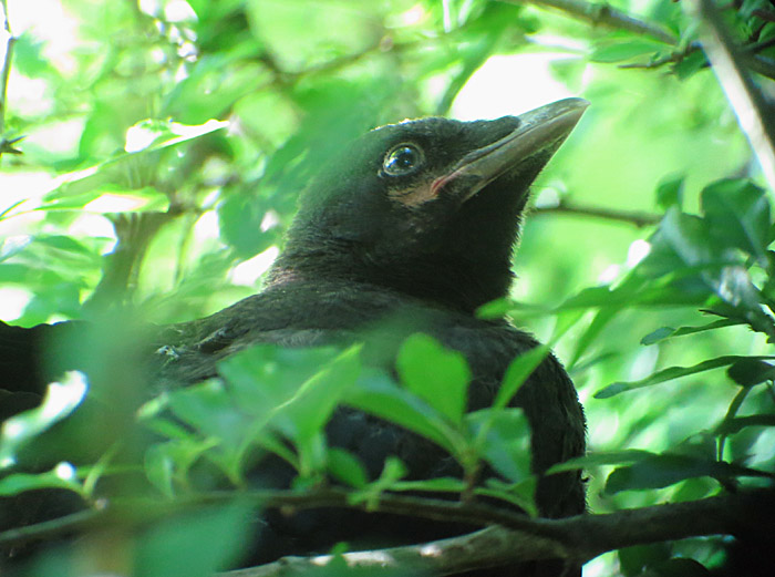 03_rabenkraehe_jungvogel_ostfriedhof_2015-06-03_6225