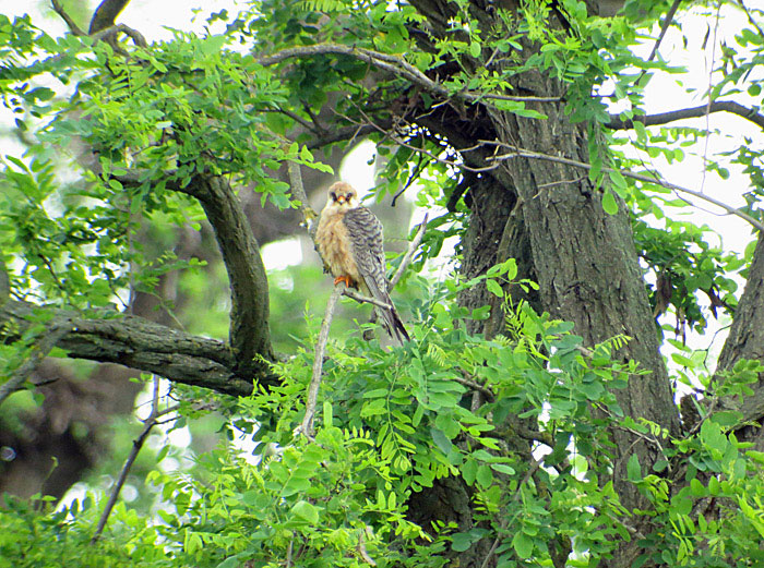 03_rotfussfalke_ungarn_hortobagy_2015-05_26_4661