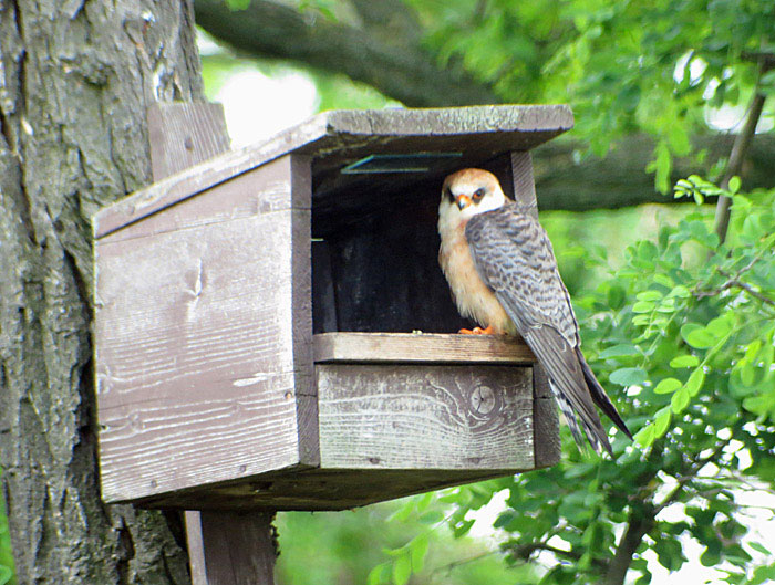 04_rotfussfalke_ungarn_hortobagy_2015-05_26_4767