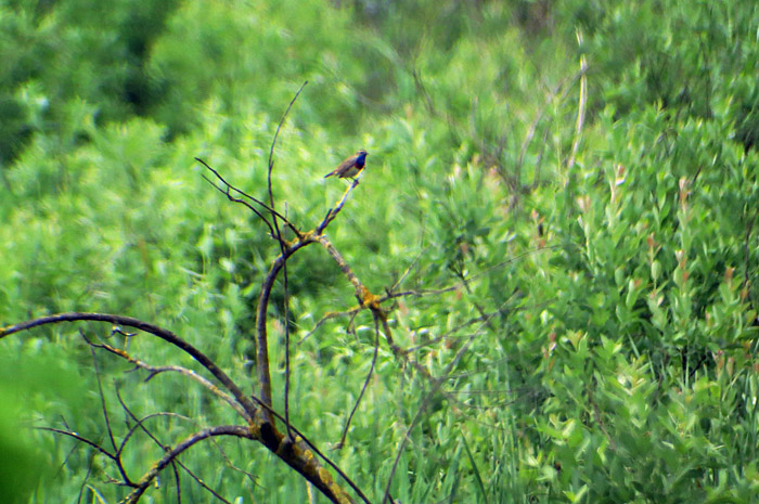 05_blaukehlchen_ungarn_hortobagy_2015-05_25_4225_hofbauer