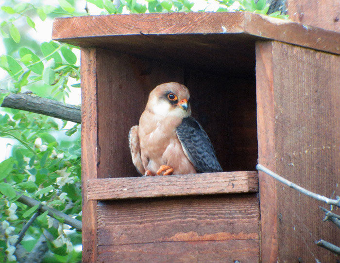 05_rotfussfalke_ungarn_hortobagy_2015-05_26_4899
