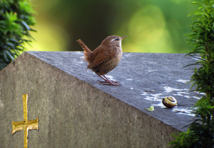 05_zaunkoenig_ostfriedhof_2015-06-03_6311
