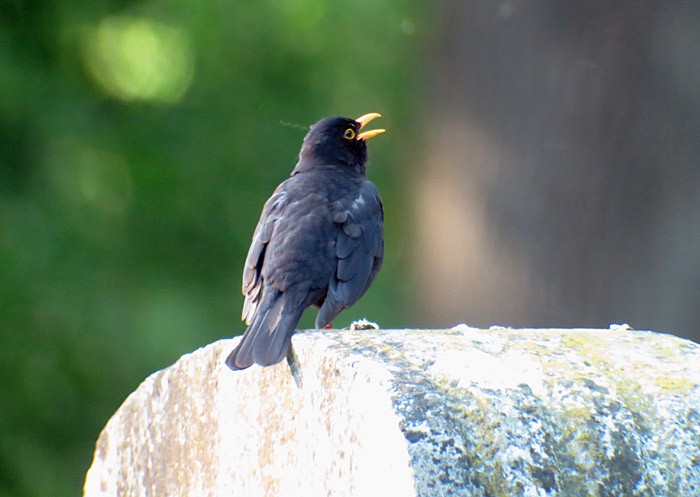 06_amsel_ostfriedhof_2015-06-03_6344