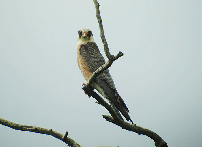 06_rotfussfalke_ungarn_hortobagy_2015-05_26_4906