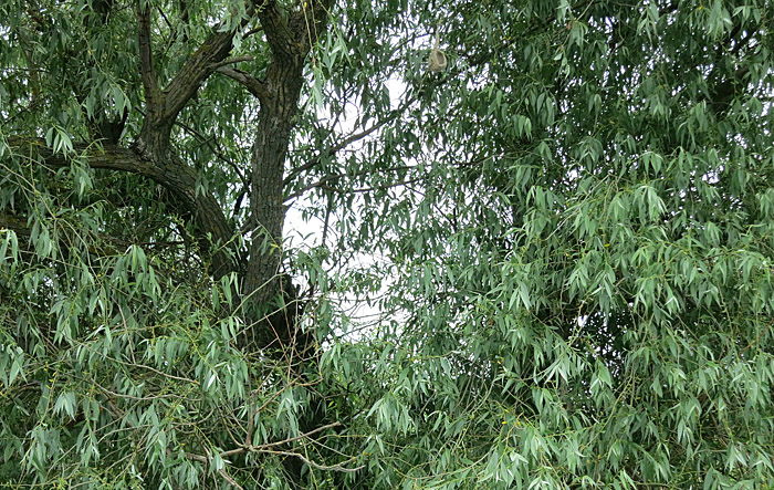 07_beutelmeise-nest_ungarn_hortobagy_2015-05_25_4266