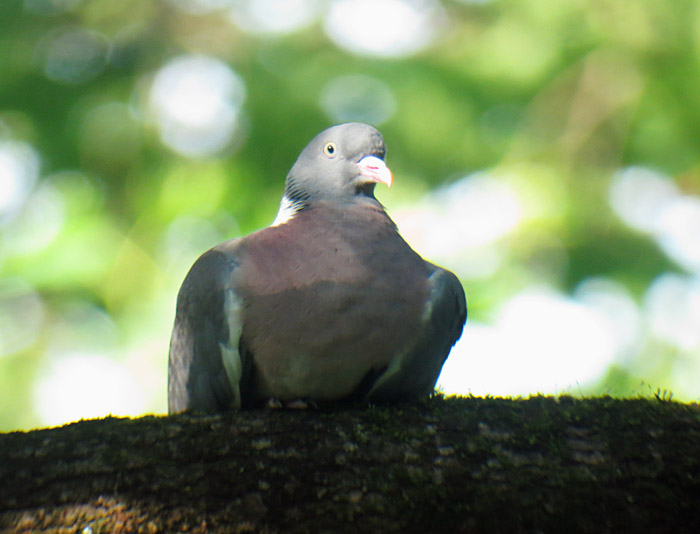 07_ringeltaube_ostfriedhof_2015-06-03_6358