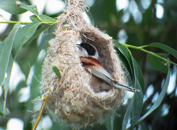 08_beutelmeise_ungarn_hortobagy_2015-05_25_4261
