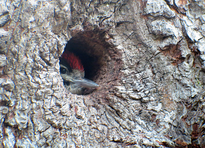 08_buntspecht_jungvogel_ostfriedhof_2015-06-03_6392
