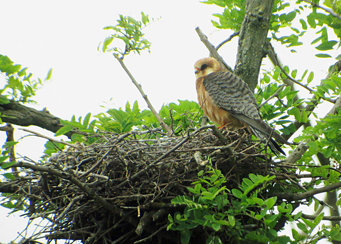 08_rotfussfalke_ungarn_hortobagy_2015-05_26_4686