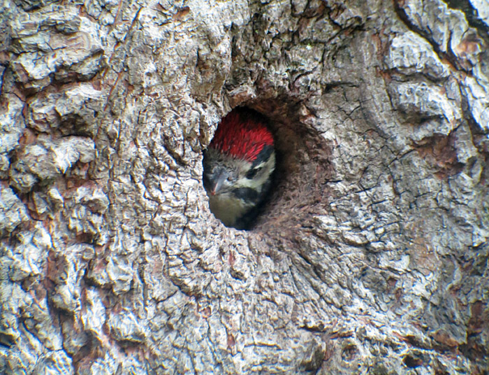 09_buntspecht_jungvogel_ostfriedhof_2015-06-03_6435