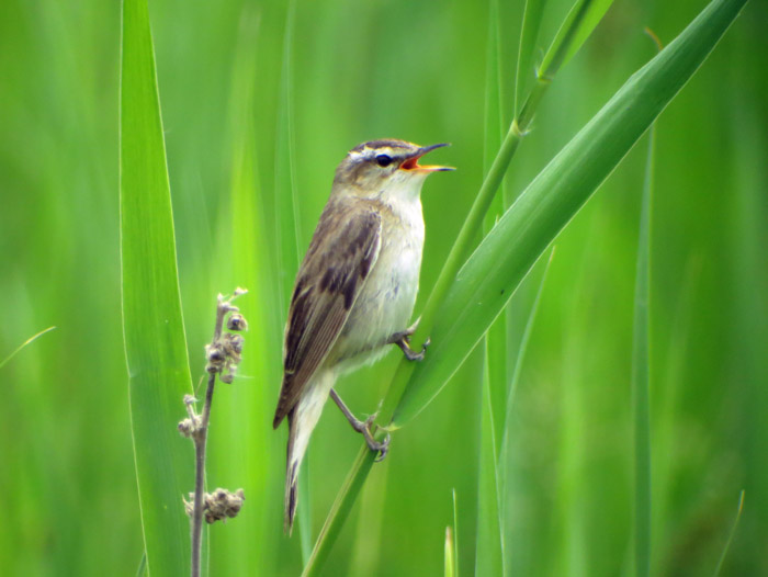 09_schilfrohrsaenger_ungarn_hortobagy_2015-05_25_4311