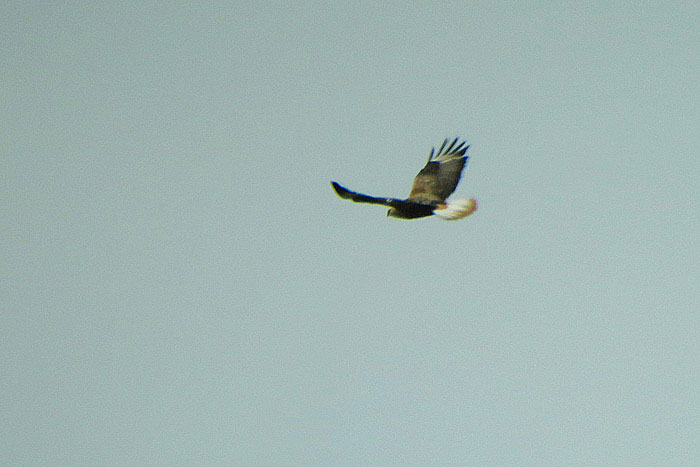11_adlerbussard_ungarn_hortobagy_2015-05_26_4743