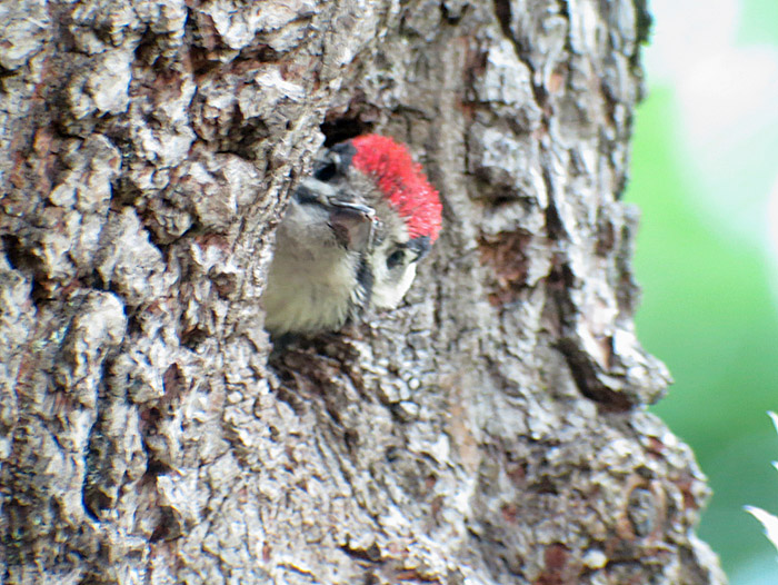 11_buntspecht_jungvogel_ostfriedhof_2015-06-03_6375