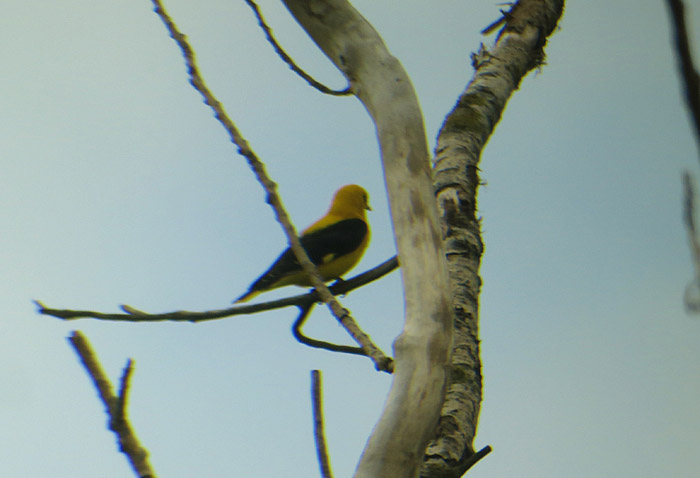 11_pirol_ungarn_hortobagy_2015-05_25_4356