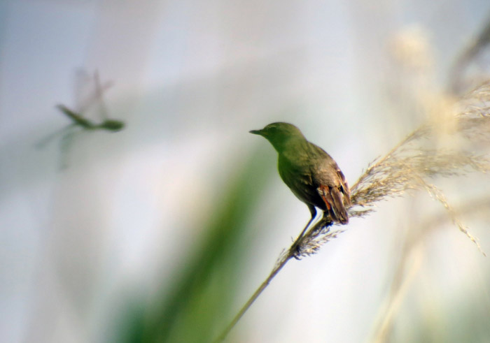 12_blaukehlchen_ungarn_hortobagy_2015-05_25_4390