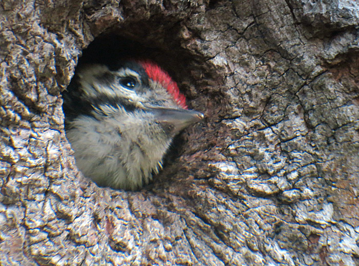 12_buntspecht_jungvogel_ostfriedhof_2015-06-03_6410