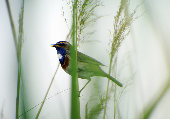 13_blaukehlchen_ungarn_hortobagy_2015-05_25_4406_hofbauer