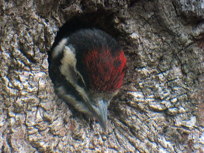 13_buntspecht_jungvogel_ostfriedhof_2015-06-03_6415