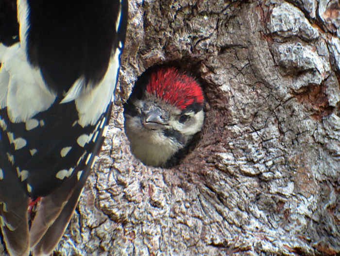 14_buntspecht_jungvogel_ostfriedhof_2015-06-03_6402