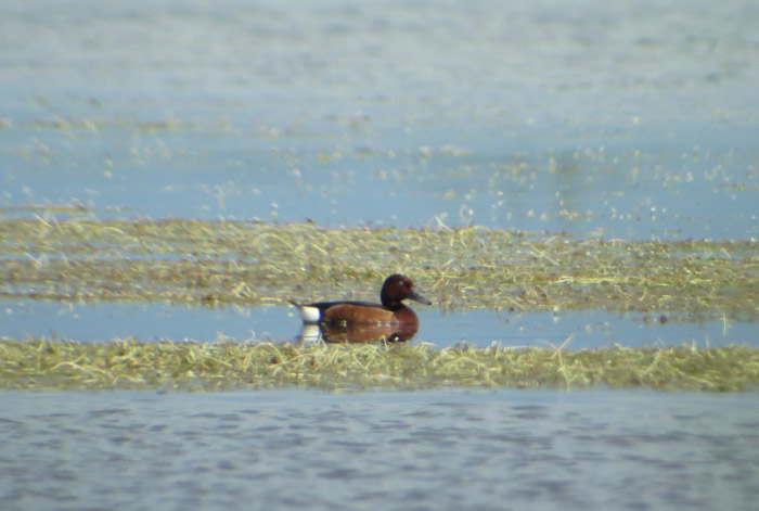 16_moorente_ungarn_hortobagy_2015-05_25_4525