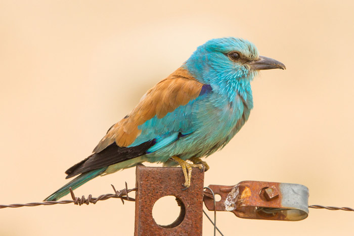 20_blauracke_Fotolia_vluggevogel.jpg