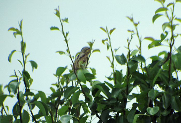 23_wendehals_hortobagy_ungarn_2015-05_26_5067