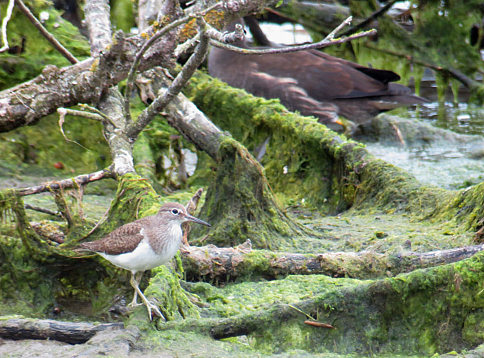 03_flussuferlaeufer_echinger_2015-08-02_1519